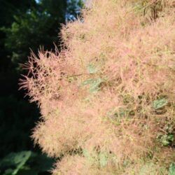 cotinus coggygria young lady albero della nebbia 1