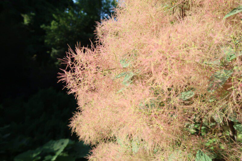 cotinus coggygria young lady albero della nebbia 1 cotinus coggygria young lady albero della nebbia 1