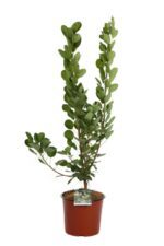 cotinus coggygria young lady albero della nebbia