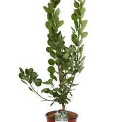 cotinus coggygria young lady albero della nebbia