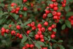 cotoneaster dammeri coral beauty cotognastro 1
