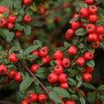 cotoneaster dammeri coral beauty cotognastro 1