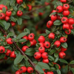 cotoneaster dammeri coral beauty cotognastro 1