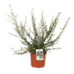 cotoneaster dammeri coral beauty cotognastro