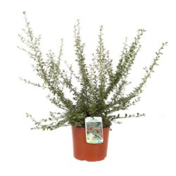 cotoneaster dammeri coral beauty cotognastro