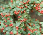 cotoneaster dammeri radicans cotognastro 1