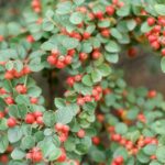 cotoneaster dammeri radicans cotognastro 1