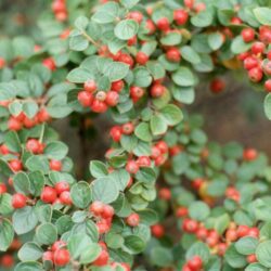 cotoneaster dammeri radicans cotognastro 1