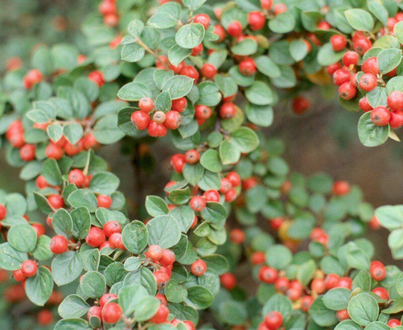 cotoneaster dammeri radicans cotognastro 1 cotoneaster dammeri radicans cotognastro 1
