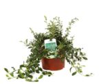 cotoneaster dammeri radicans cotognastro