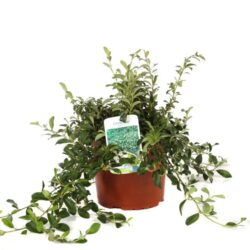 cotoneaster dammeri radicans cotognastro