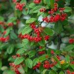 cotoneaster franchetii cotognastro 1