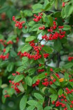 cotoneaster franchetii cotognastro 1