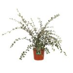 cotoneaster franchetii cotognastro