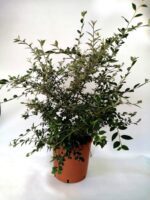 cotoneaster franchetii cotognastro 3