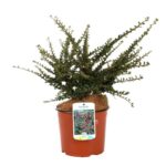 cotoneaster horizontalis cotognastro 1