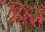 cotoneaster horizontalis cotognastro