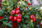cotoneaster horizontalis cotognastro 2