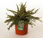 cotoneaster horizontalis variegata cotognastro 1