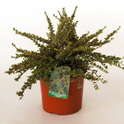cotoneaster horizontalis variegata cotognastro 1