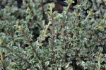cotoneaster horizontalis variegata cotognastro 2
