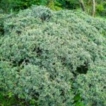 cotoneaster horizontalis variegata cotognastro