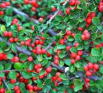 cotoneaster microphyllum queen of carpets cotognastro 1