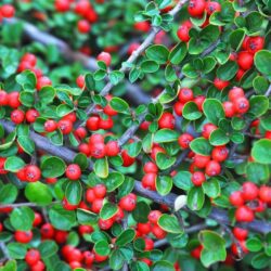 cotoneaster microphyllum queen of carpets cotognastro 1