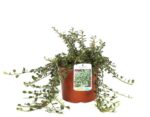 cotoneaster microphyllum queen of carpets cotognastro
