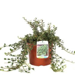 cotoneaster microphyllum queen of carpets cotognastro