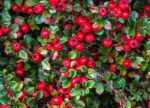cotoneaster microphyllum streibs findling cotognastro 1