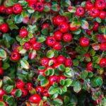 cotoneaster microphyllum streibs findling cotognastro 1