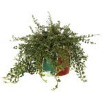 cotoneaster microphyllum streibs findling cotognastro