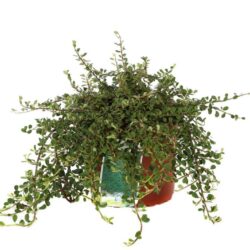 cotoneaster microphyllum streibs findling cotognastro