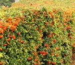 cotoneaster salicifolius lacteus cotognastro 1