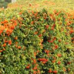 cotoneaster salicifolius lacteus cotognastro 1