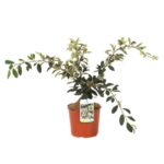 cotoneaster salicifolius lacteus cotognastro