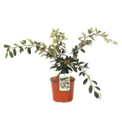 cotoneaster salicifolius lacteus cotognastro