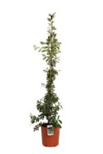 cotoneaster salicifolius lacteus cotognastro 4