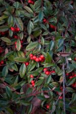 cotoneaster salicifolius parkteppich cotognastro 1
