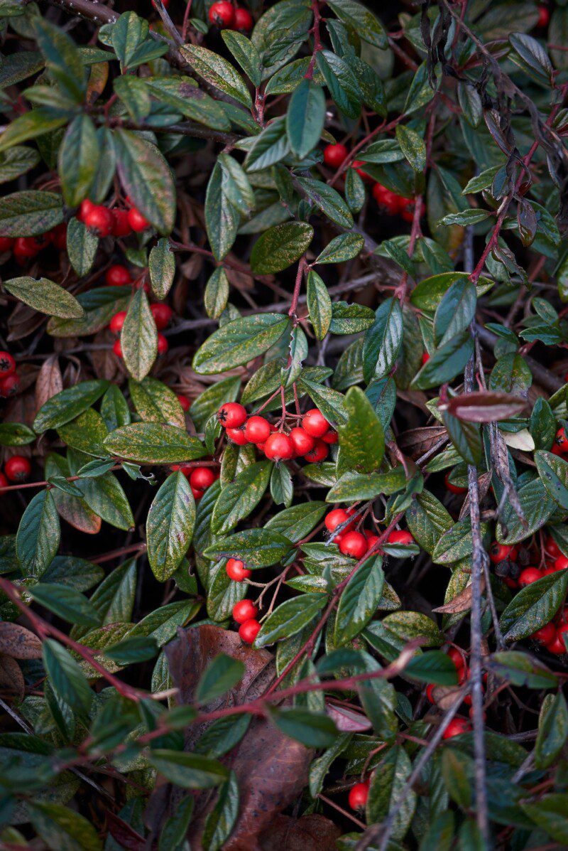 cotoneaster salicifolius parkteppich cotognastro 1 cotoneaster salicifolius parkteppich cotognastro 1