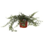 cotoneaster salicifolius parkteppich cotognastro