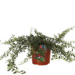 cotoneaster salicifolius parkteppich cotognastro