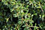 cotoneaster salicifolius repens gnom cotognastro 1