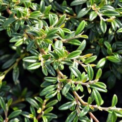 cotoneaster salicifolius repens gnom cotognastro 1