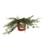 cotoneaster salicifolius repens gnom cotognastro