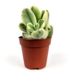 cotyledon tomentosa variegata