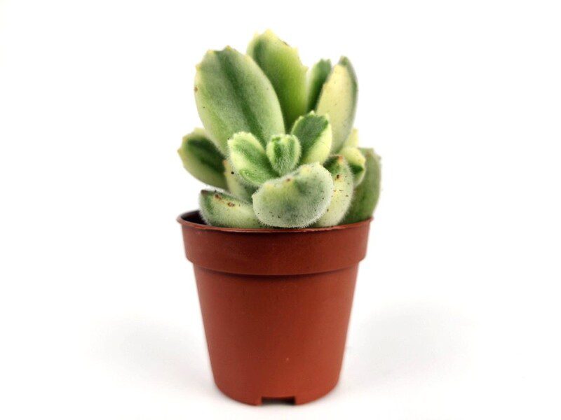 cotyledon tomentosa variegata