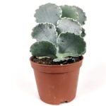 cotyledon undulata