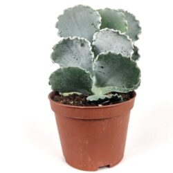cotyledon undulata